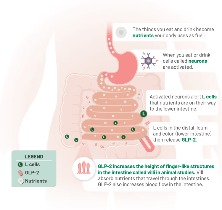 Infographic showing how nutrients trigger L cells in the complete intestine to release GLP-2